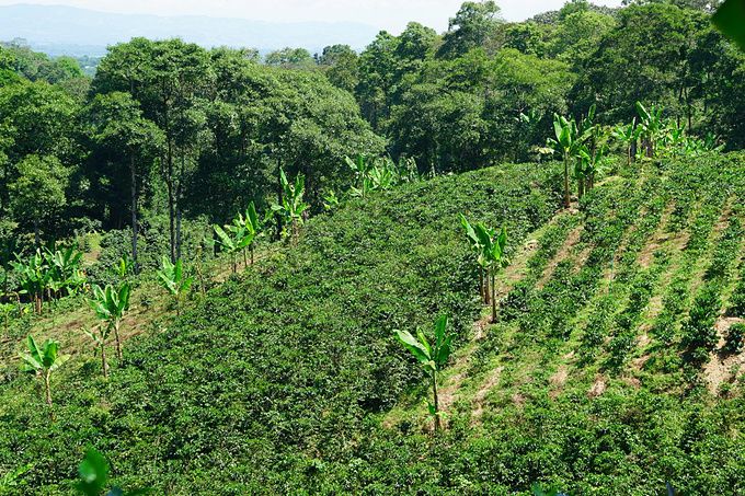 圭亚那华人历史,圭亚那有多少印度人