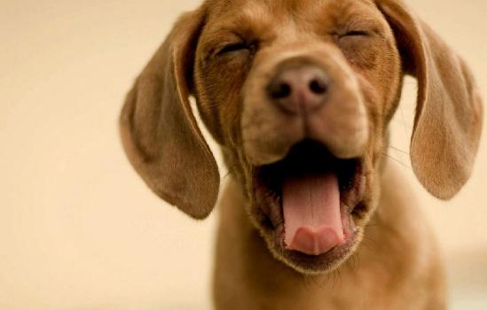 狗狗嘴臭在家怎样清洗,怎样让狗狗的嘴不臭