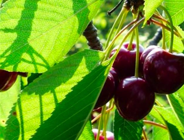 车厘子和樱桃到底是不是一个品种,中国的樱桃和车厘子的差距
