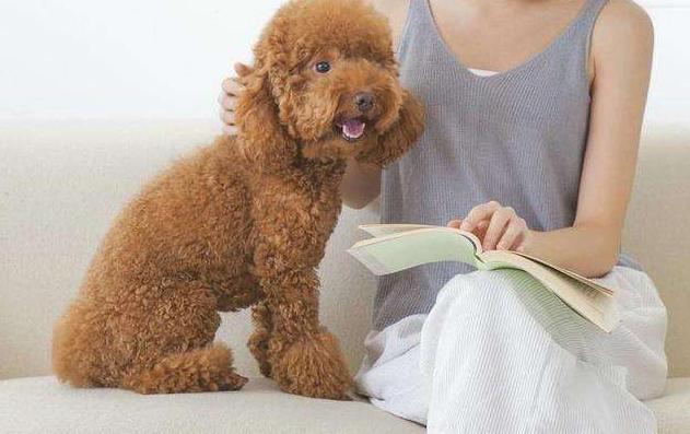 泰迪挑衅恶犬后果是什么,泰迪报复主人的5个表现