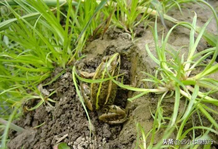 生态农业与生态农业发展的区别,生态农业发展与生态农业科技