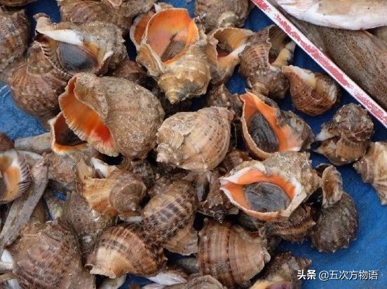 关于鲍鱼的科学知识,鲍鱼的知识和讲解