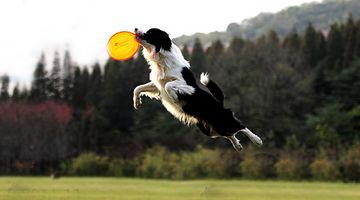 世界上一百种狗的图片,世界十种名贵狗