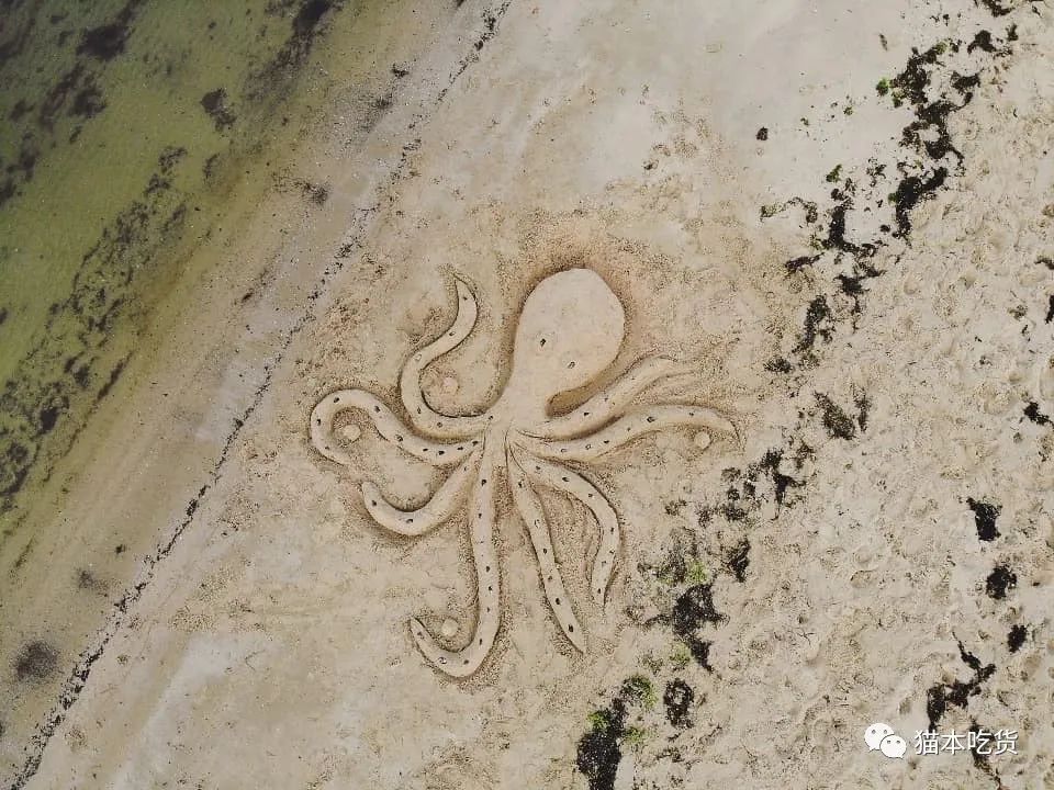 墨尔本小企鹅,墨尔本企鹅完整视频