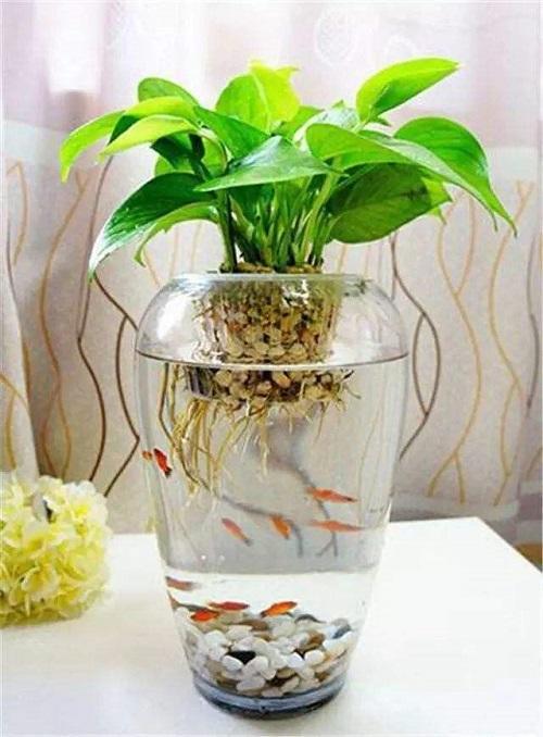 水培绿萝水里放什么不烂根,绿萝水培可以为什么土太湿会烂叶