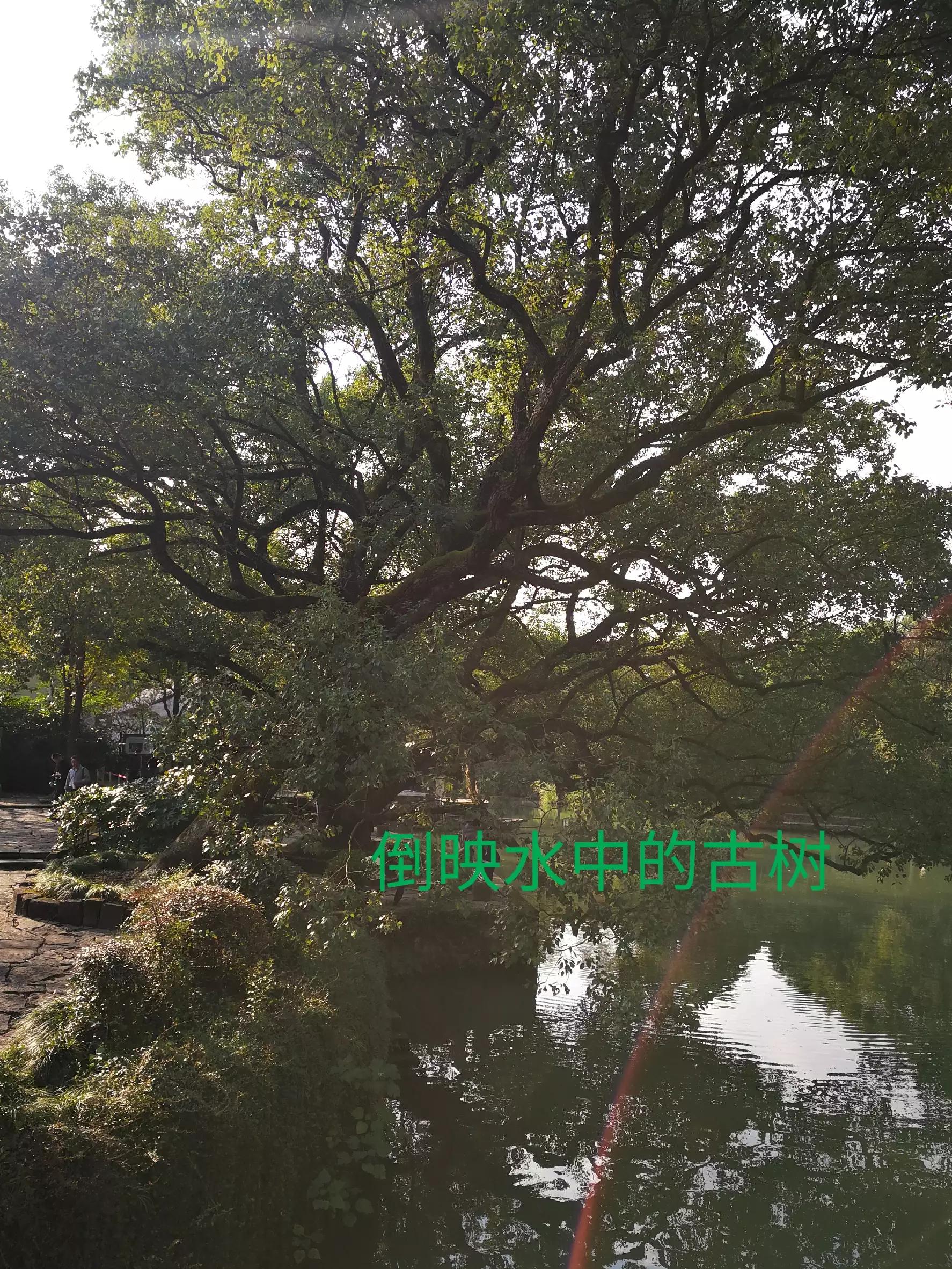 游览杭州西溪湿地，荡漾在四通八达的河道上，沁人心脾，一起看看
