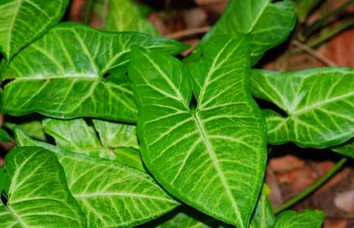 合果芋叶子蔫,合果芋叶子有斑点怎么办