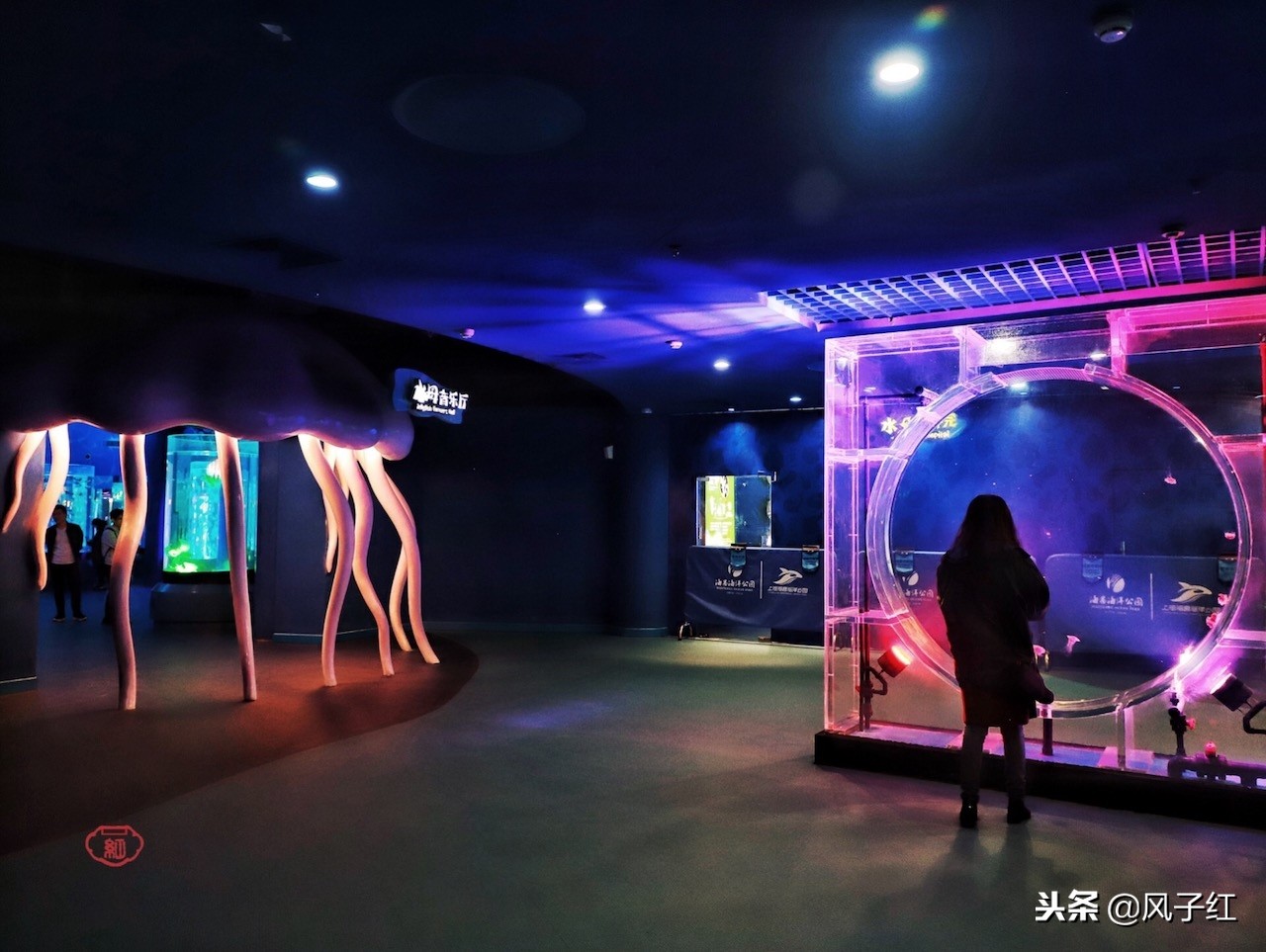 上海新地标丨海昌海洋公园一日游园玩法攻略