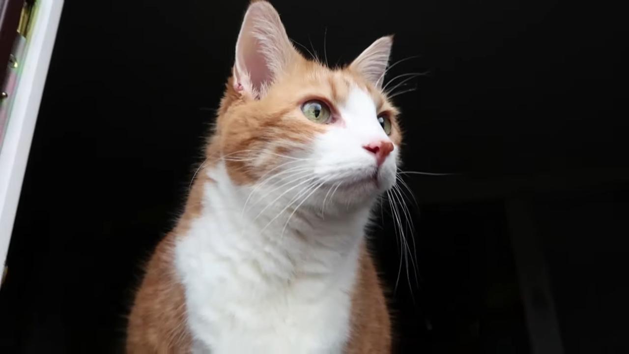 过年狗狗害怕鞭炮,为什么狗狗害怕鞭炮声