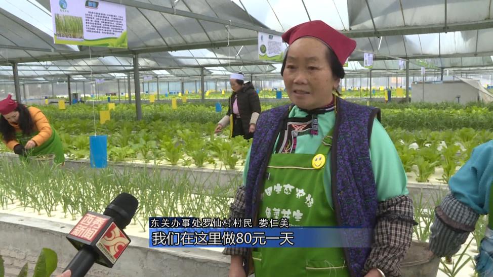 罗仙村最新视频,花都区罗仙村委