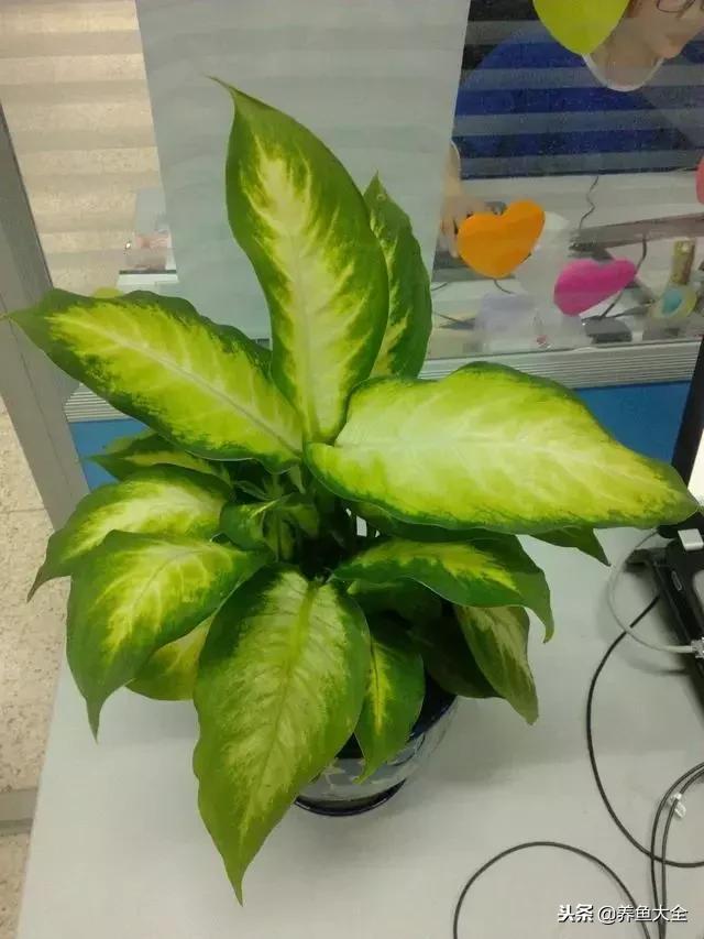 花卉冻伤怎么补救,春天浇水冻伤花根怎么修复