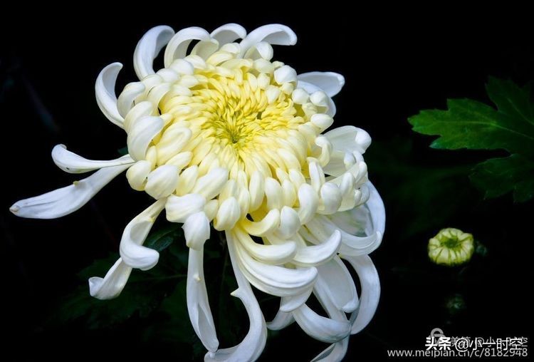 关于重阳节菊花的诗句,重阳节诗情画意