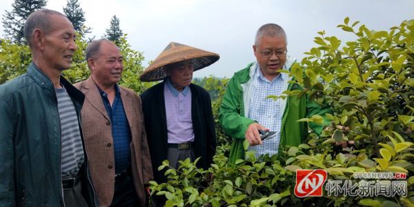 村头条·星发现｜“财神爷”向纪华发展油茶产业带富数千村民