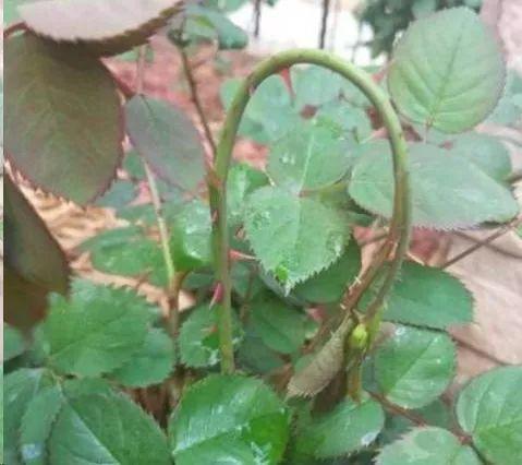 倒挂*钟金**烂根活不了？“狠心”剪一刀，养护跟上，后续还能开花！