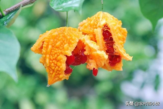 癞葡萄的种植方法和时间,癞葡萄的种植方法和技术