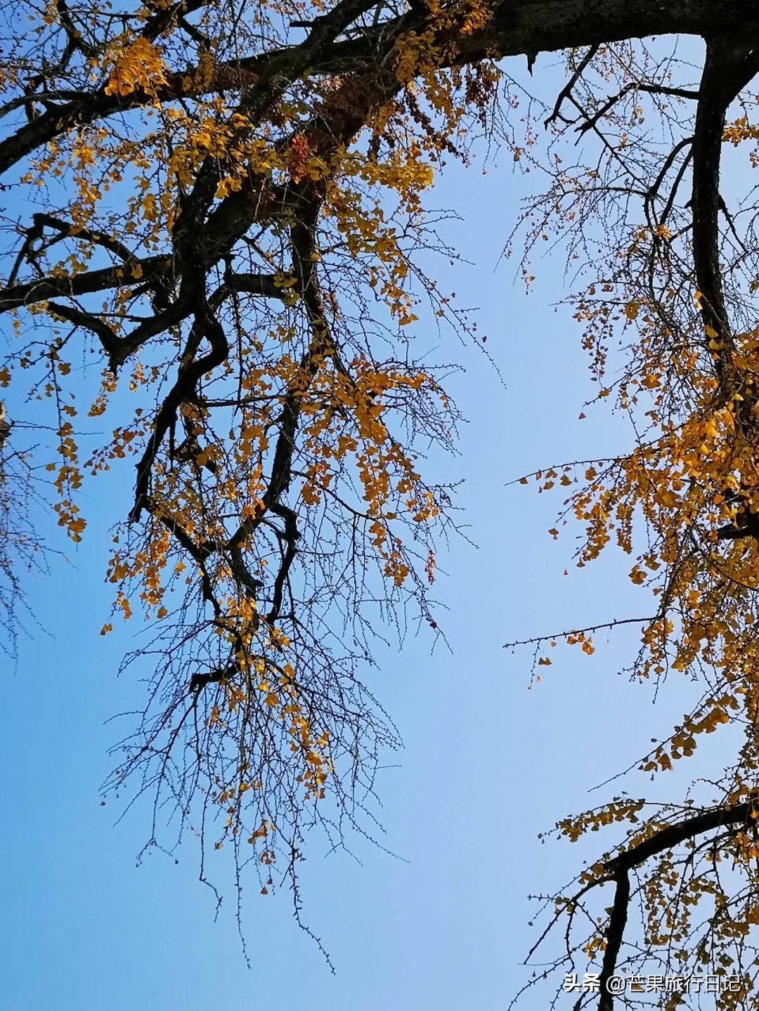 都说安徽宏村非常商业化，事实到底如何？跟着芒果去一探究竟