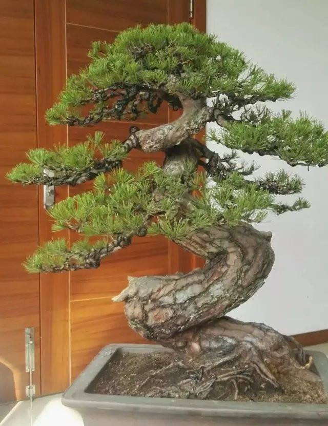 松针短小成簇,松针盆景植物