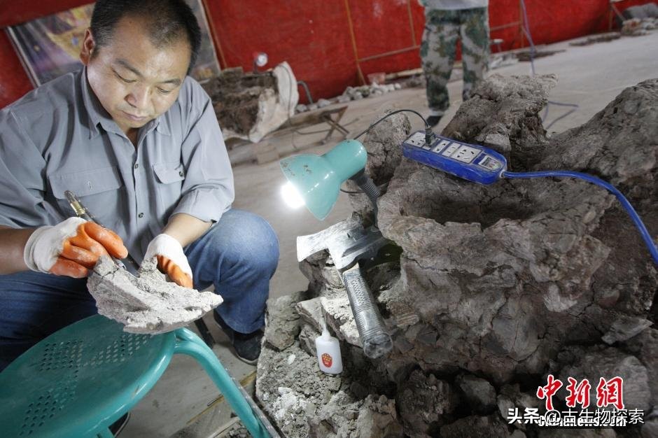 中国新发现的巨型新疆恐龙种类,中国新发现恐龙化石