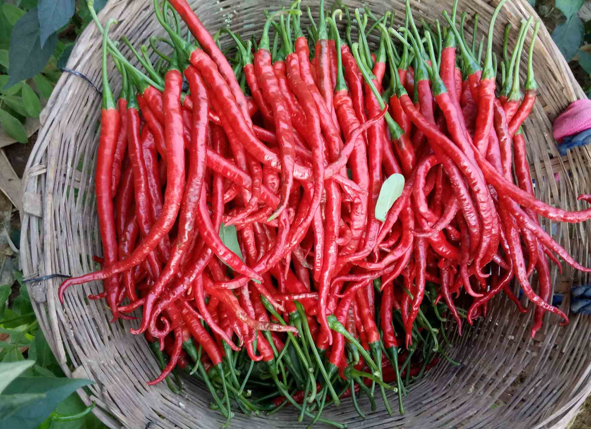 凉拌辣椒油怎么做好吃又香的,辣椒油最好吃做法