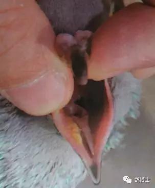 鸽子毛滴虫的克星草药,鸽子的毛滴虫治疗方法