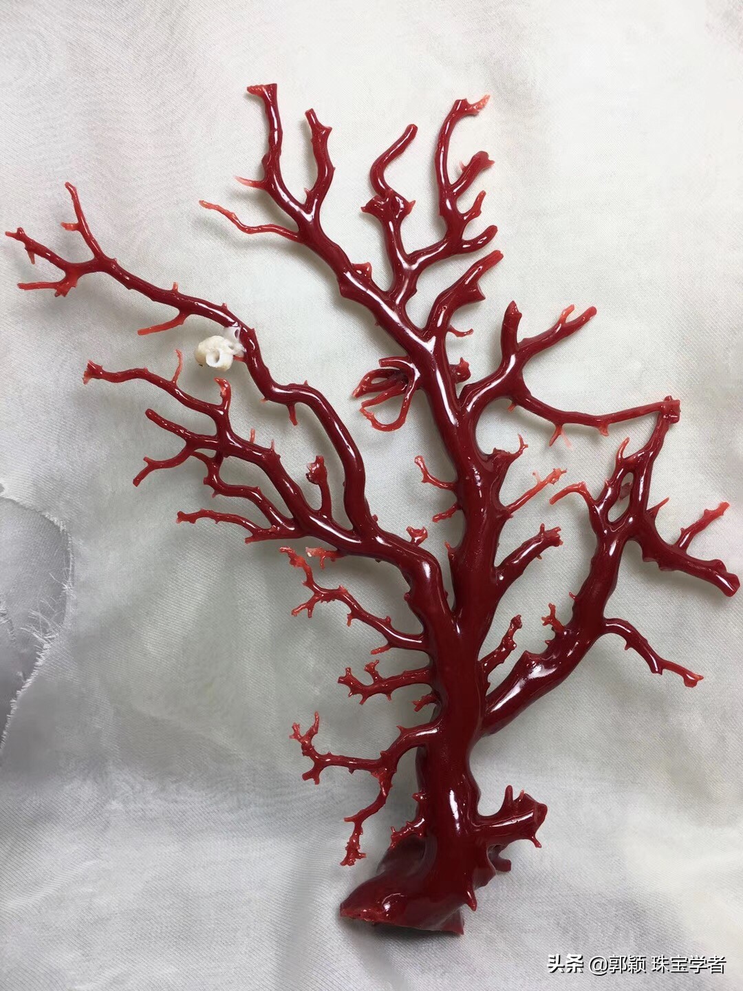 解密几个神奇的动物,解密神秘生物