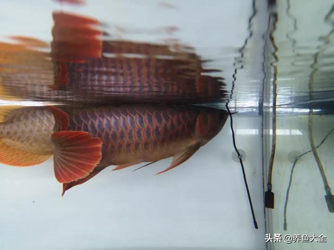 养红龙苗,养红龙如何搭配其他鱼