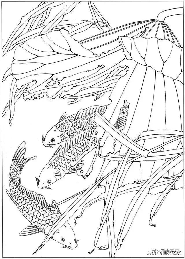白描荷花鱼线稿图片,白描动物鱼图片大全