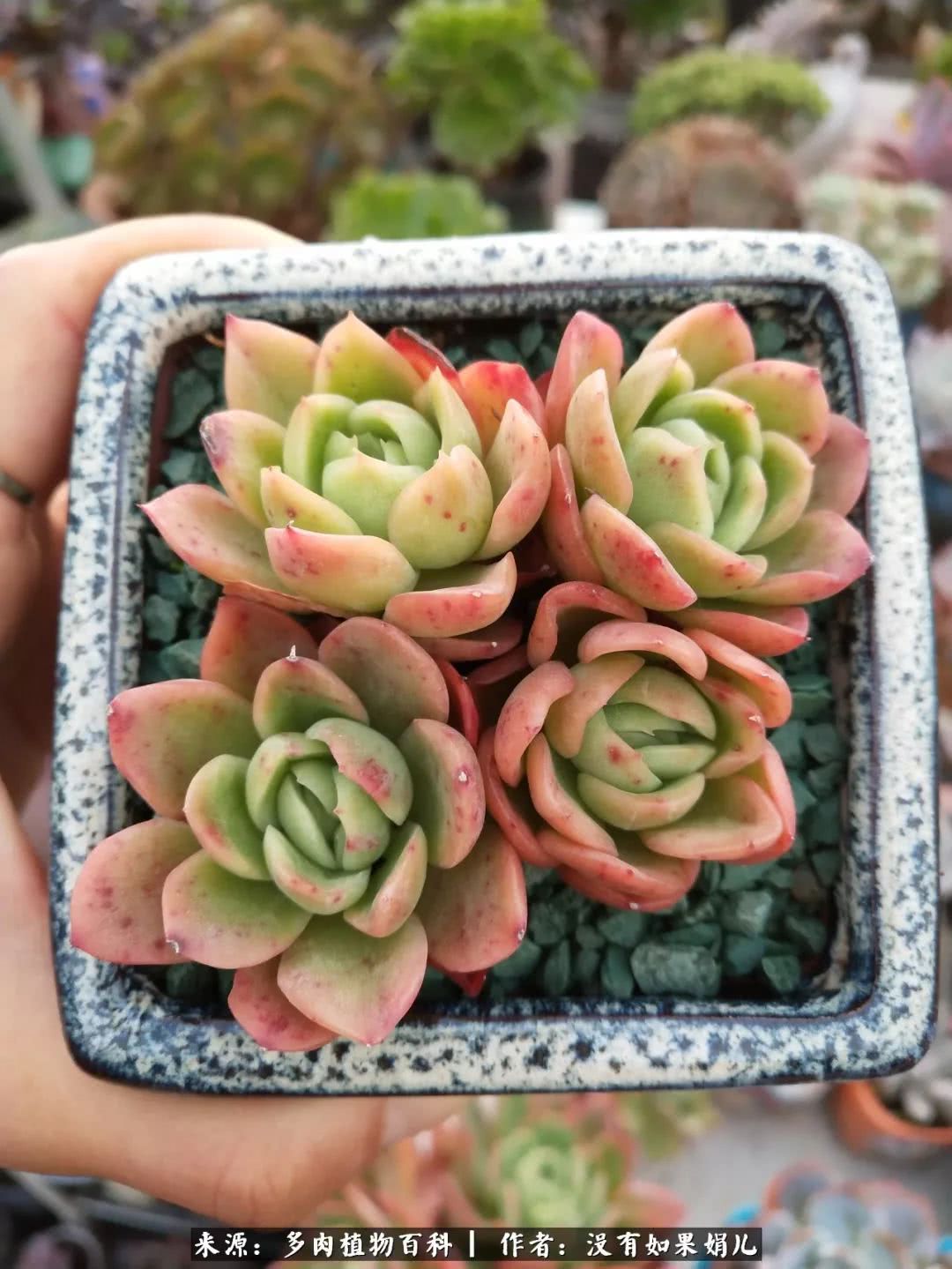 明人不说暗话，我为多肉而来！