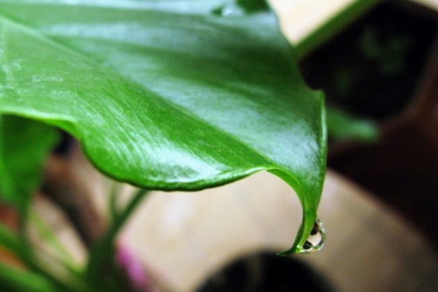 滴水观音的叶子发黄怎么办,滴水观音叶子发黄怎么处理