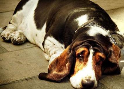 老年犬的日常保健视频,老年犬的饲养管理文章