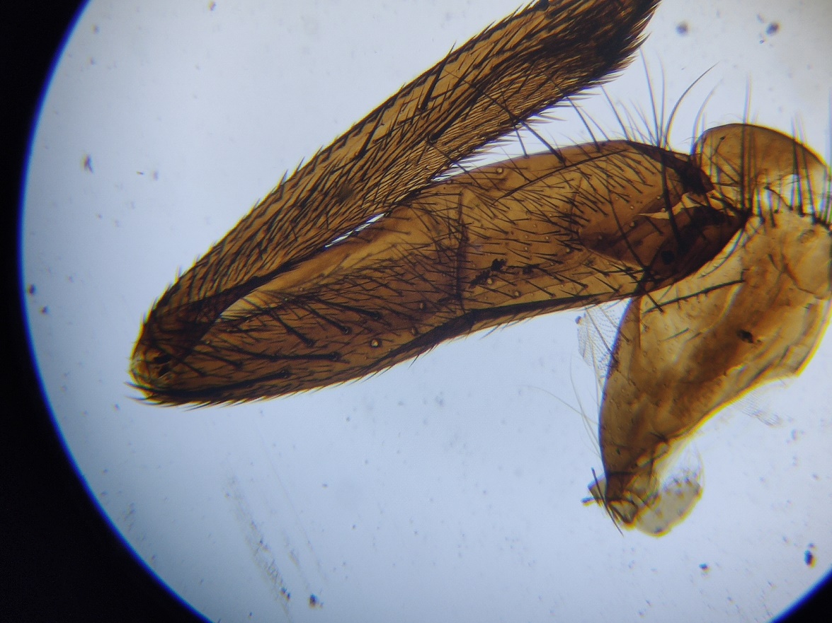 花式搞机:投影仪加上手机投屏秒变显微投影设备