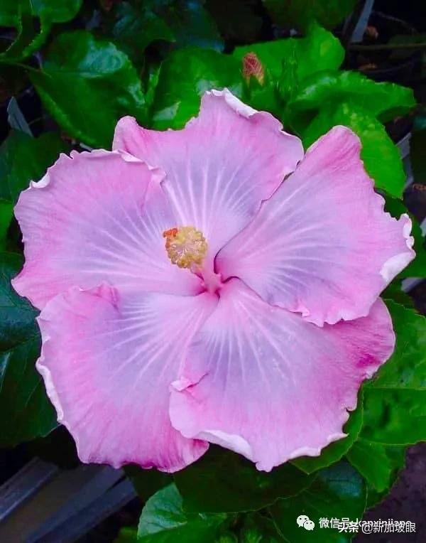 扶桑花和木槿花的区别图片,扶桑木槿花图片