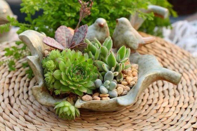 花盆里有红蜘蛛怎么处理,花盆土里有红蜘蛛怎么消灭最彻底