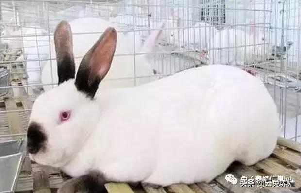 买兔子要注意些什么,买兔子建议
