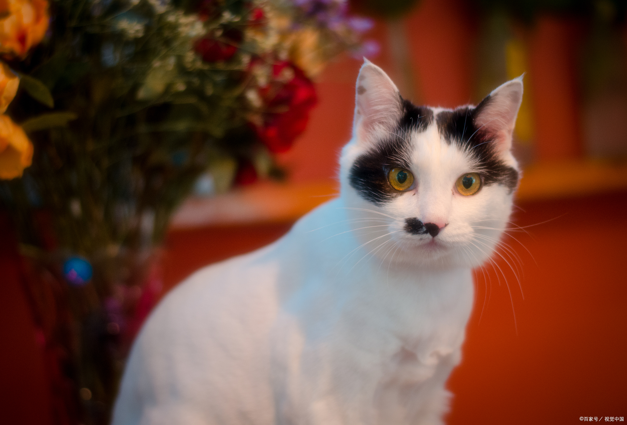 猫咪胆小害怕出门,猫咪胆小怎么办教你一招