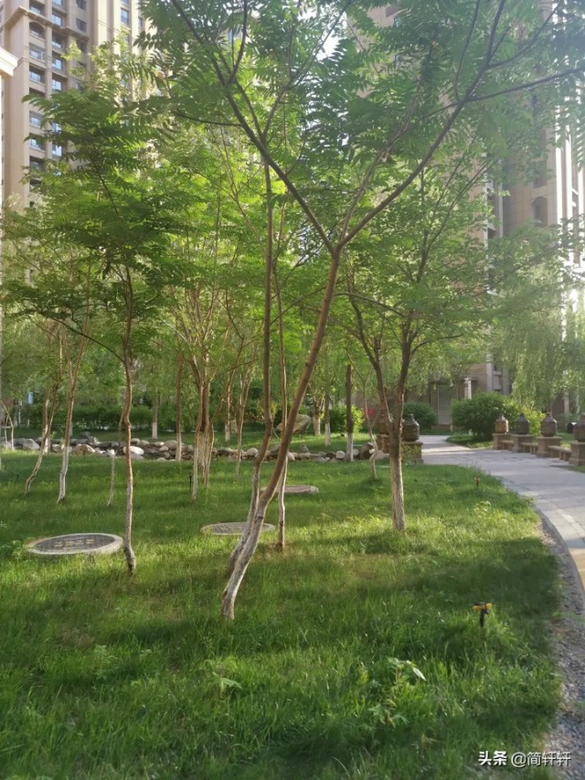 绿地城二期绿化乌鲁木齐,乌鲁木齐中海万锦公馆绿化环境