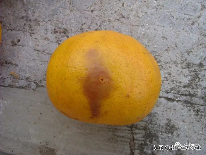 10类常见虫害高清图谱含防治方案,20种病虫害防治集合