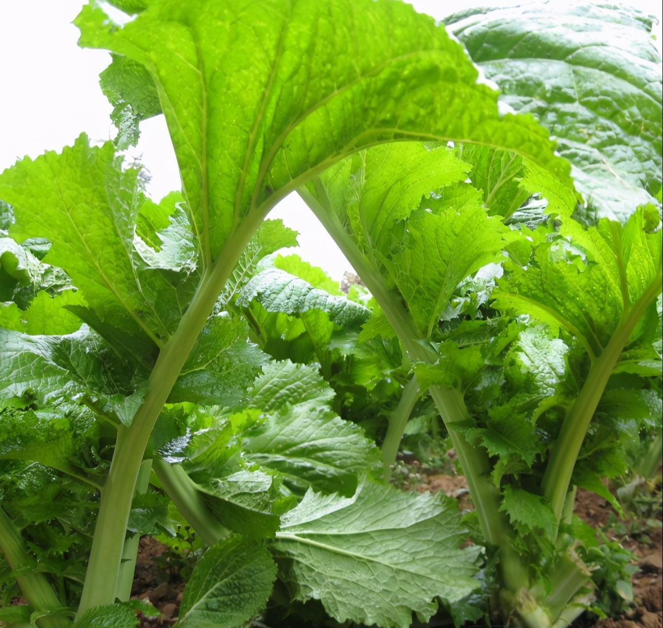 叶菜品类表,叶菜类一览表