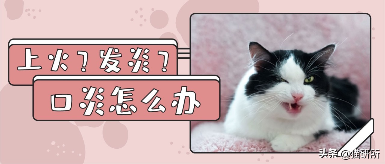 有100只猫该咋办,猫舍的猫全部得口炎了怎么办呢