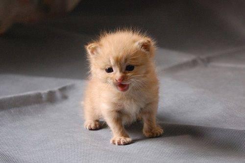 小奶猫怎么喂养才能养好,小奶猫怎么人工喂养视频