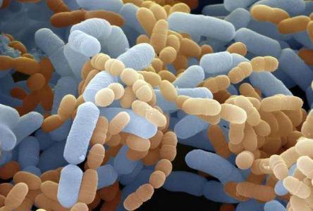 密封式猪舍臭气怎么消除,猪舍臭气