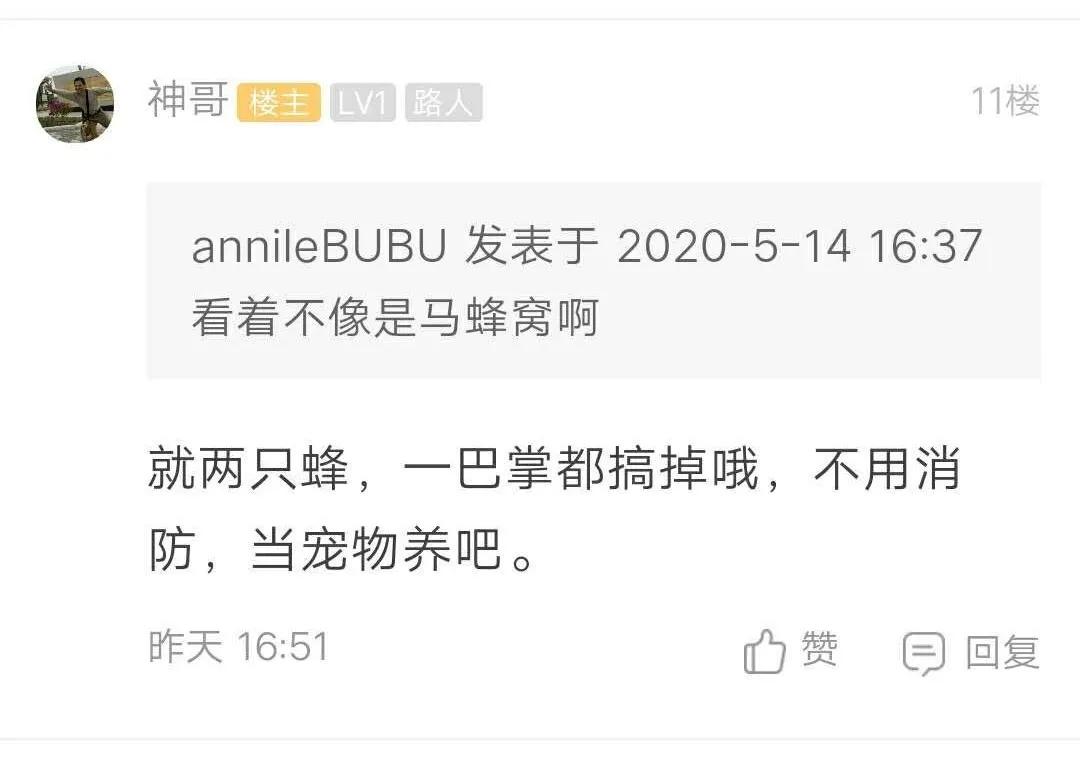 阳台被胡蜂建窝有什么讲究,野蜂在客厅窗户外筑巢是什么征兆