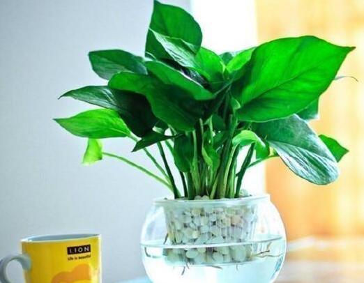 绿萝叶子变黄枯萎是什么原因水培,水培绿萝叶子发黄枯萎怎么补救