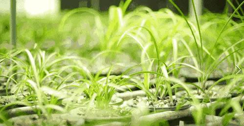 蒙山之春此花浓妆艳抹,彩块鲜红,是养兰人争相收藏的精品