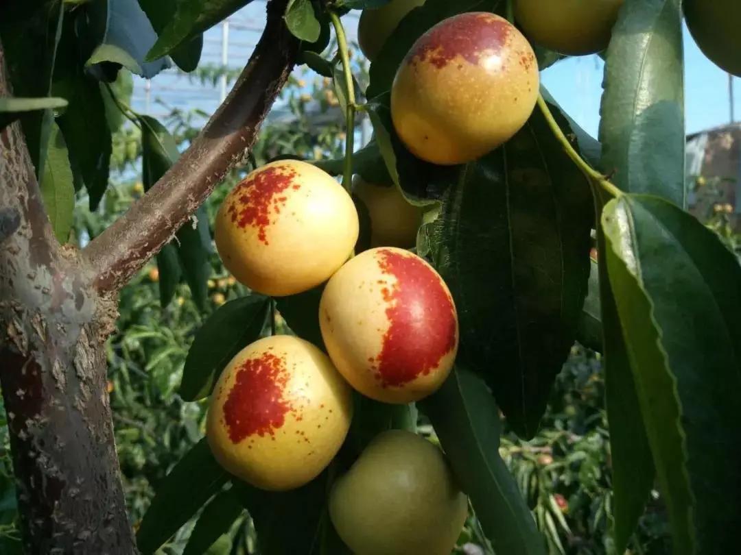 大荔冬枣销售点,品臻大荔冬枣