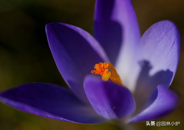 藏红花真的有那么好吗,藏红花揭秘内幕