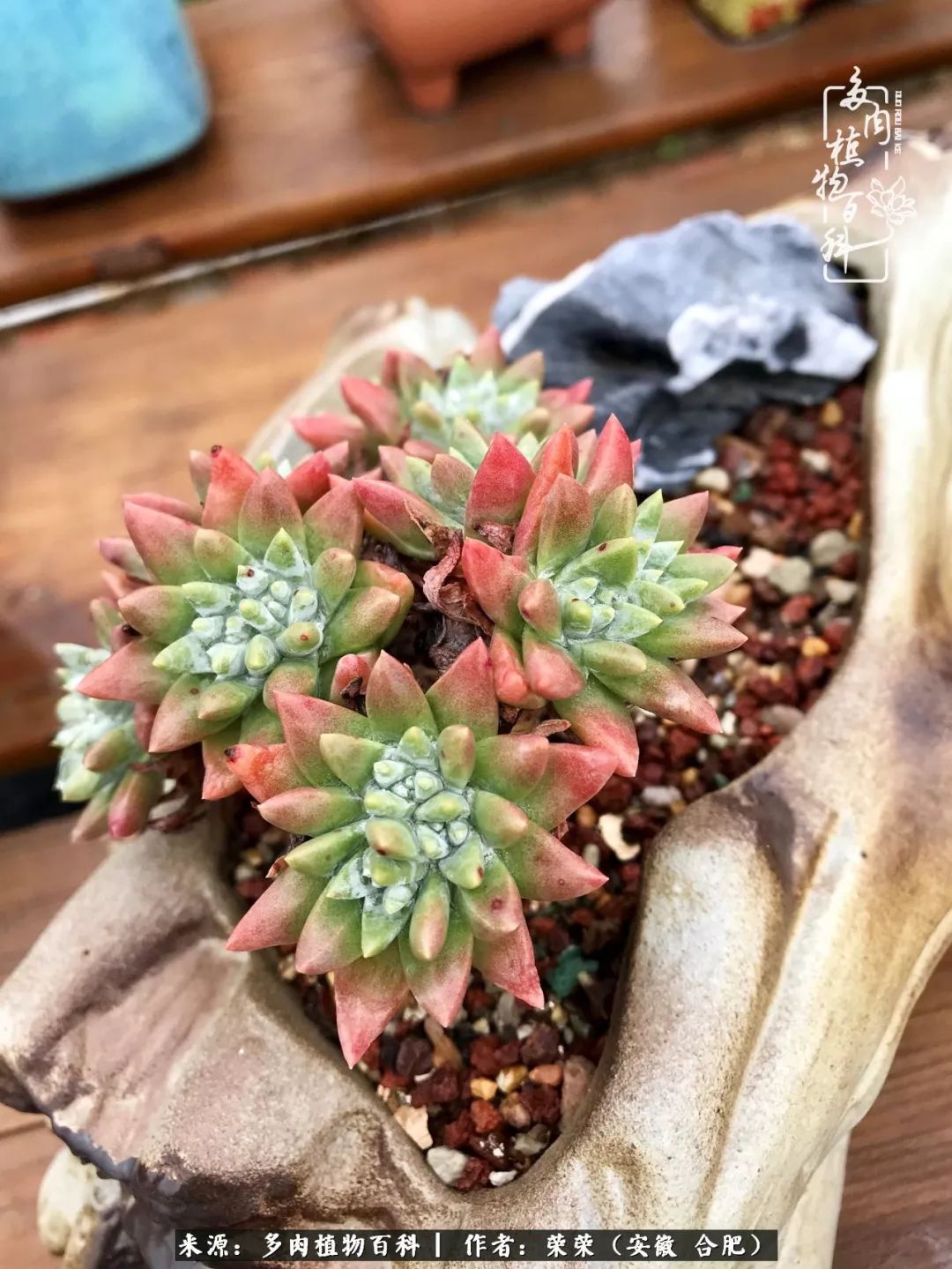 入秋后多肉是露养好还是室内养好,入夏后露养的多肉要搬进室内吗