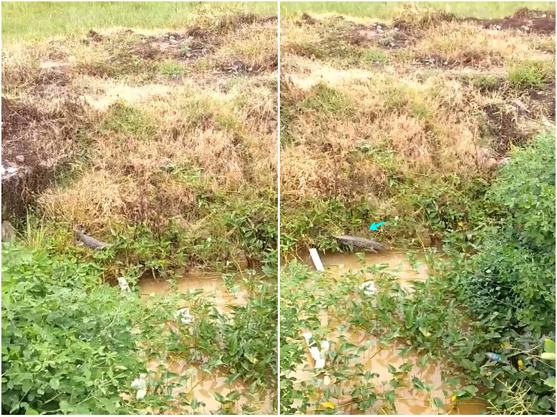 一名男子去河边钓鱼发现鳄鱼,无人区钓鱼遭鳄鱼袭击