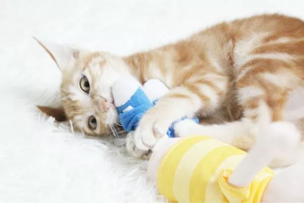 辟谣:养猫会得猫抓热?猫抓热到底是什么病?你家猫咪患上了吗?