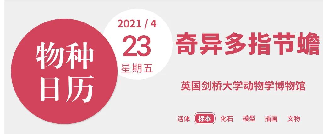 蝌蚪发育成婴儿的全过程,小蝌蚪是怎么形成的你知道吗